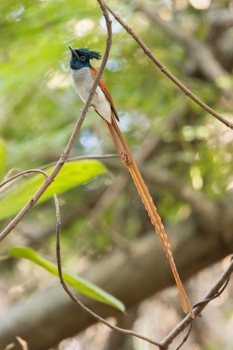 Indian Paradise-Flycatcher - ML652388438