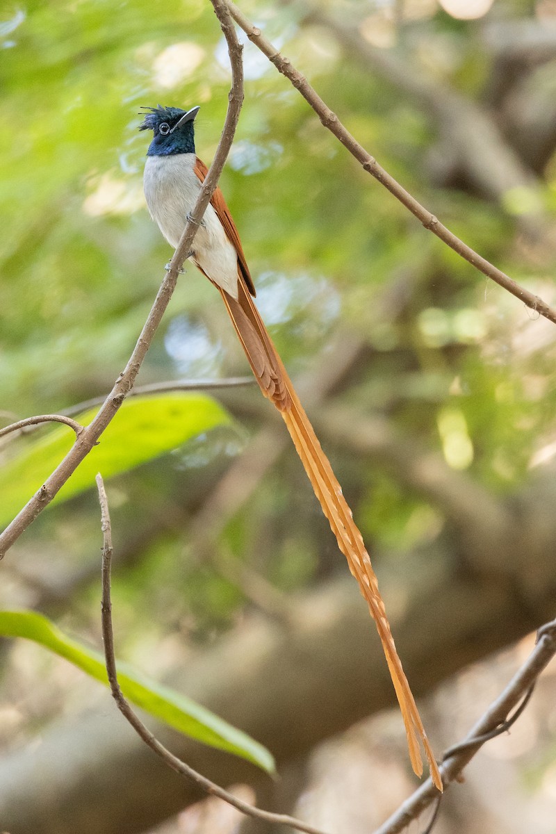 Indian Paradise-Flycatcher - ML652388440