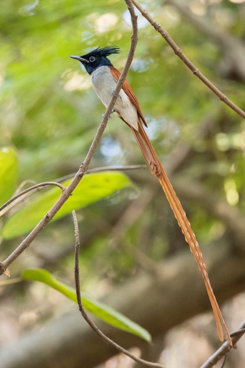 Indian Paradise-Flycatcher - ML652388441
