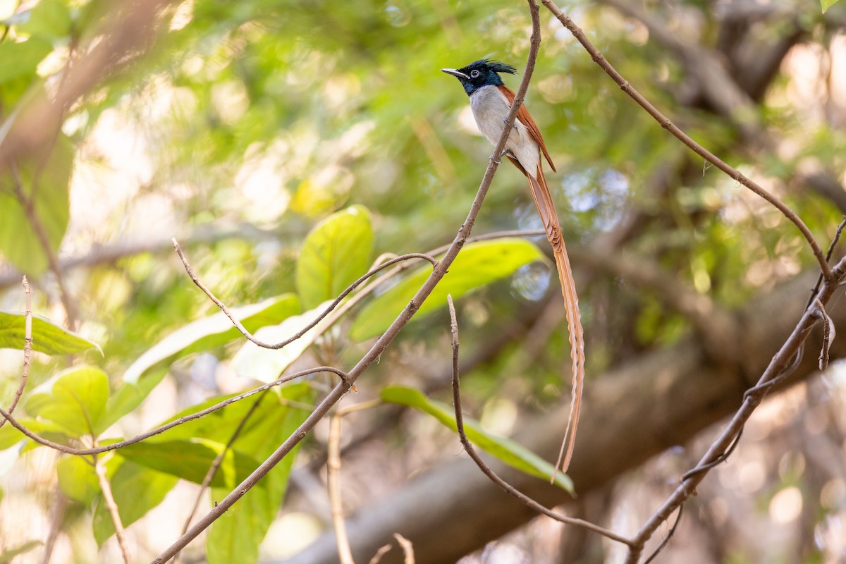 Indian Paradise-Flycatcher - ML652388443