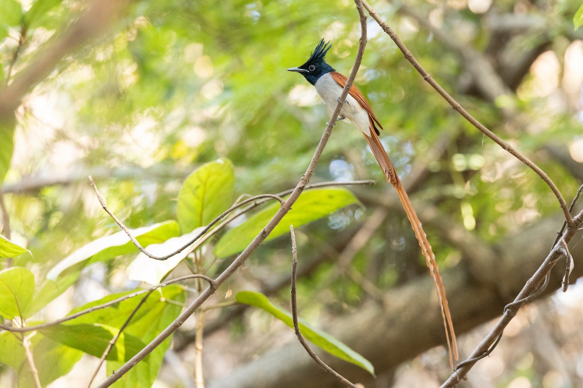 Indian Paradise-Flycatcher - ML652388444