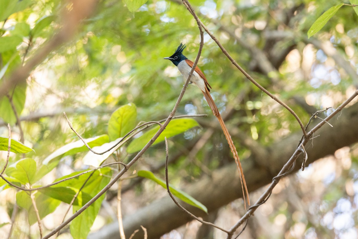 Indian Paradise-Flycatcher - ML652388446