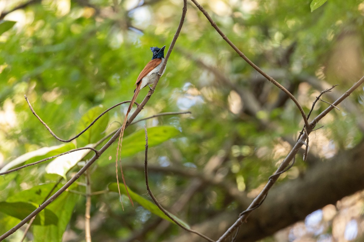Indian Paradise-Flycatcher - ML652388447