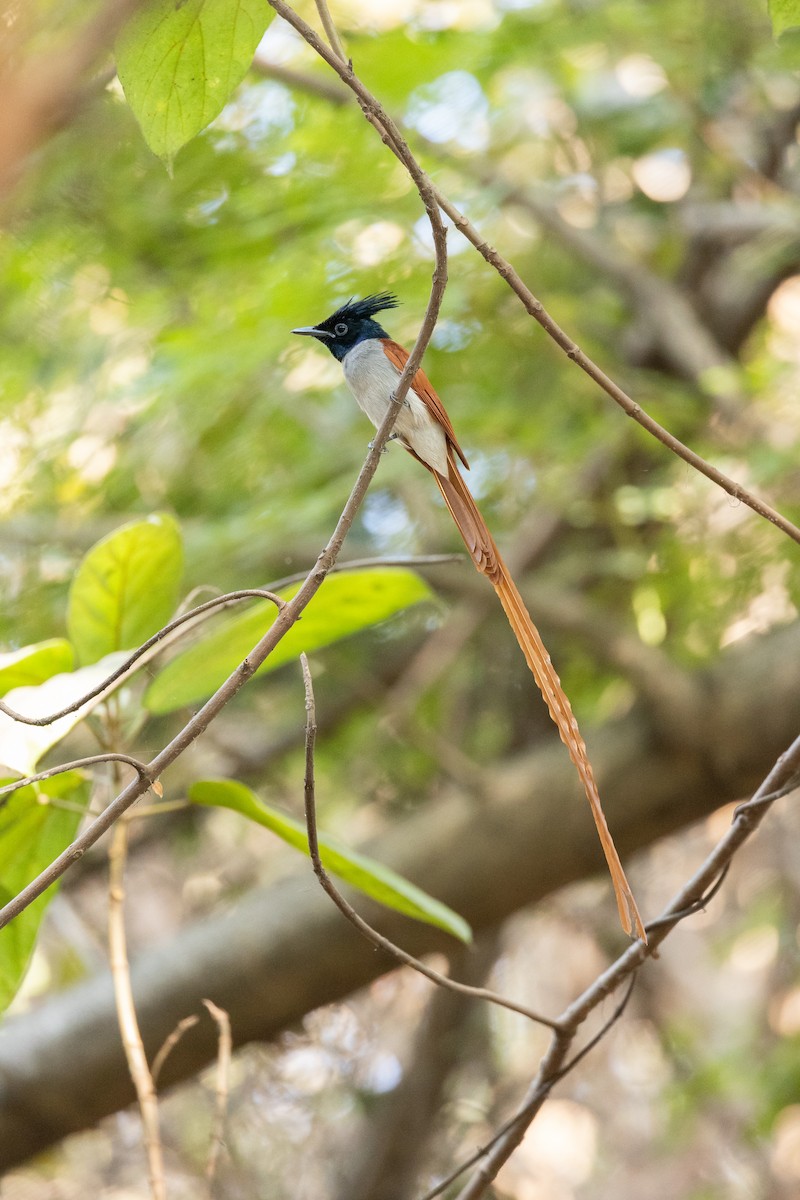 Indian Paradise-Flycatcher - ML652388450
