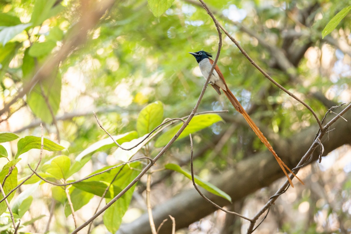 Indian Paradise-Flycatcher - ML652388451