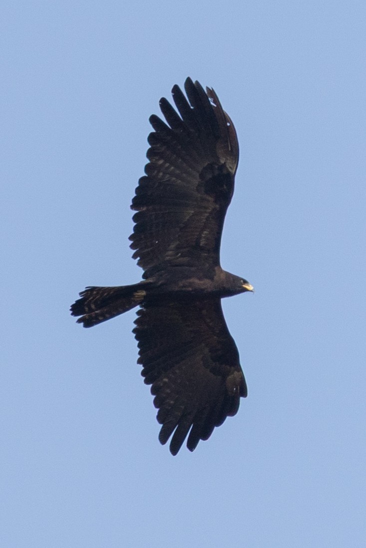 Black Eagle - ML652388465