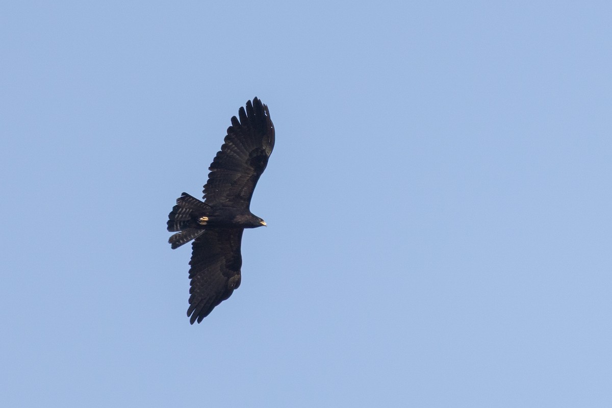 Black Eagle - ML652388466