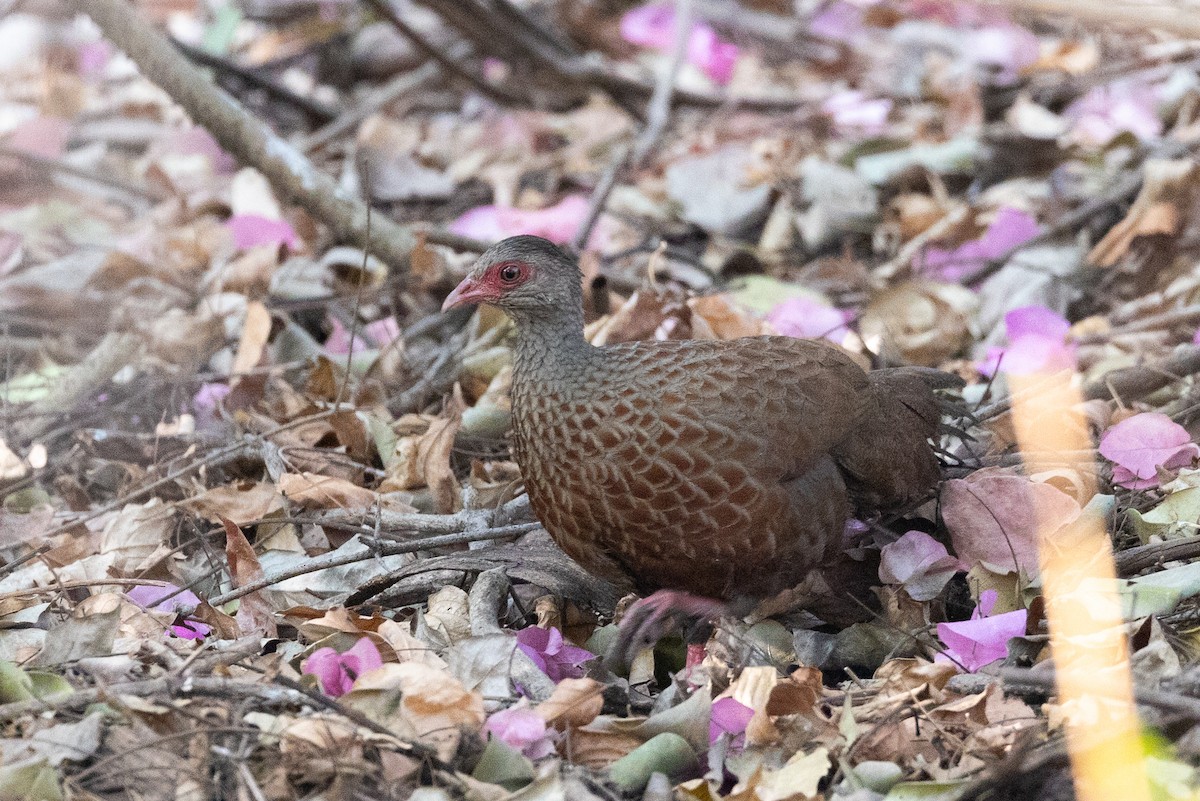 Red Spurfowl - ML652388491
