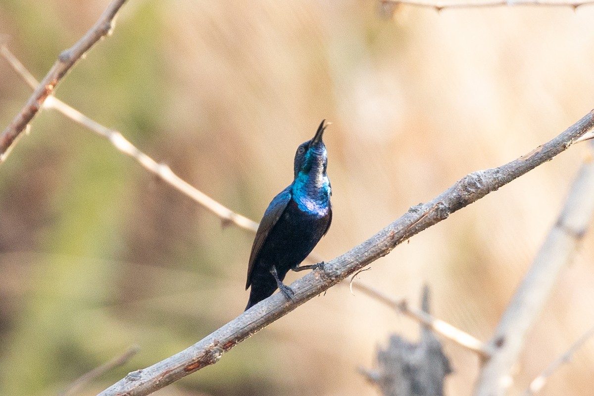 Purple Sunbird - ML652388498