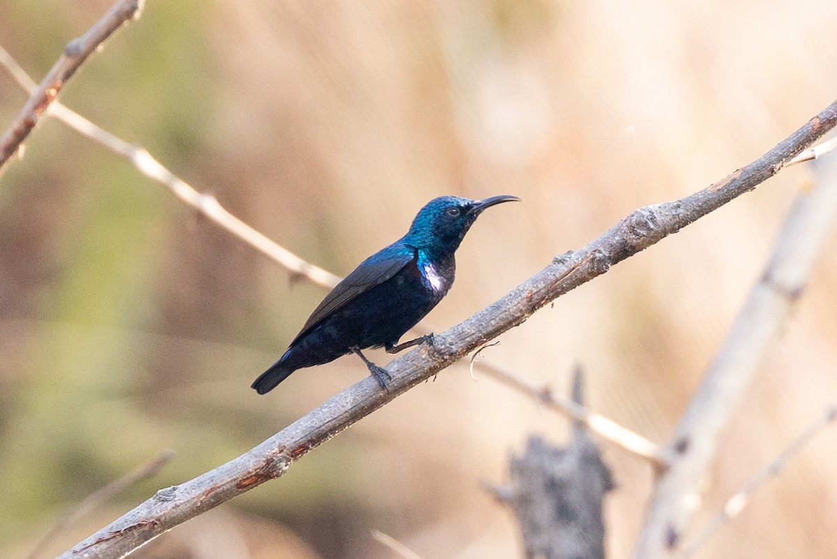 Purple Sunbird - ML652388499