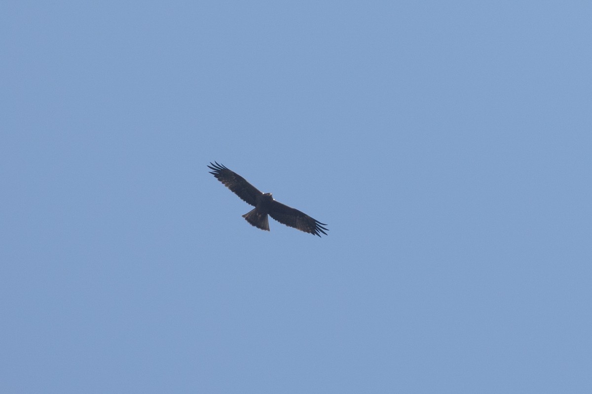 Booted Eagle - ML652388518