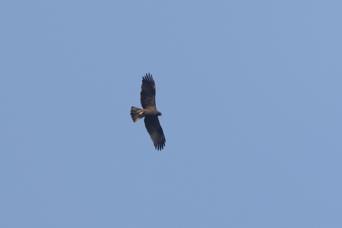 Booted Eagle - ML652388519