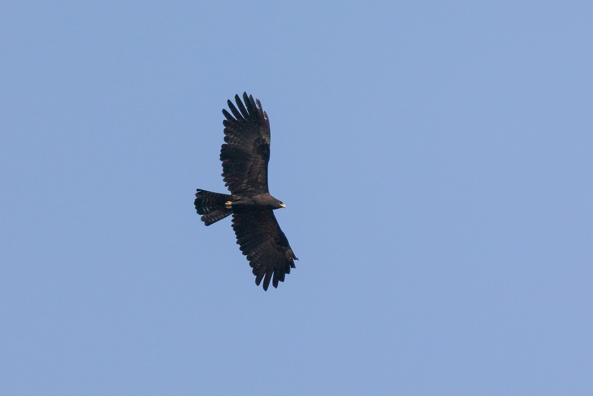 Black Eagle - ML652388527