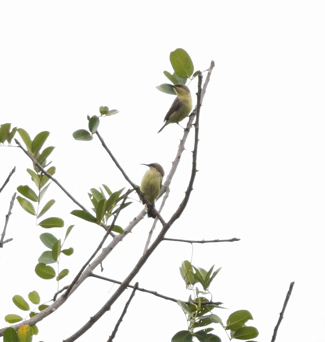 Copper Sunbird - ML652388545