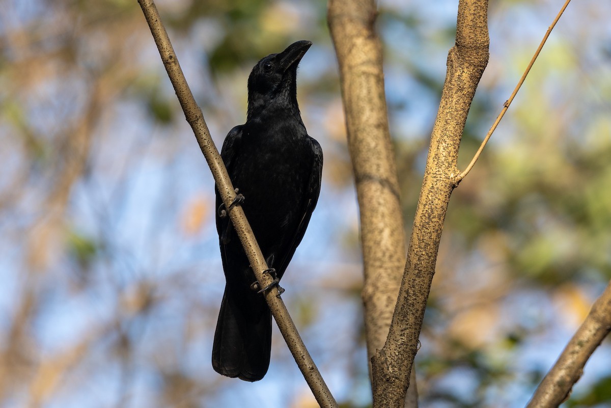 Large-billed Crow (Indian Jungle) - ML652388546