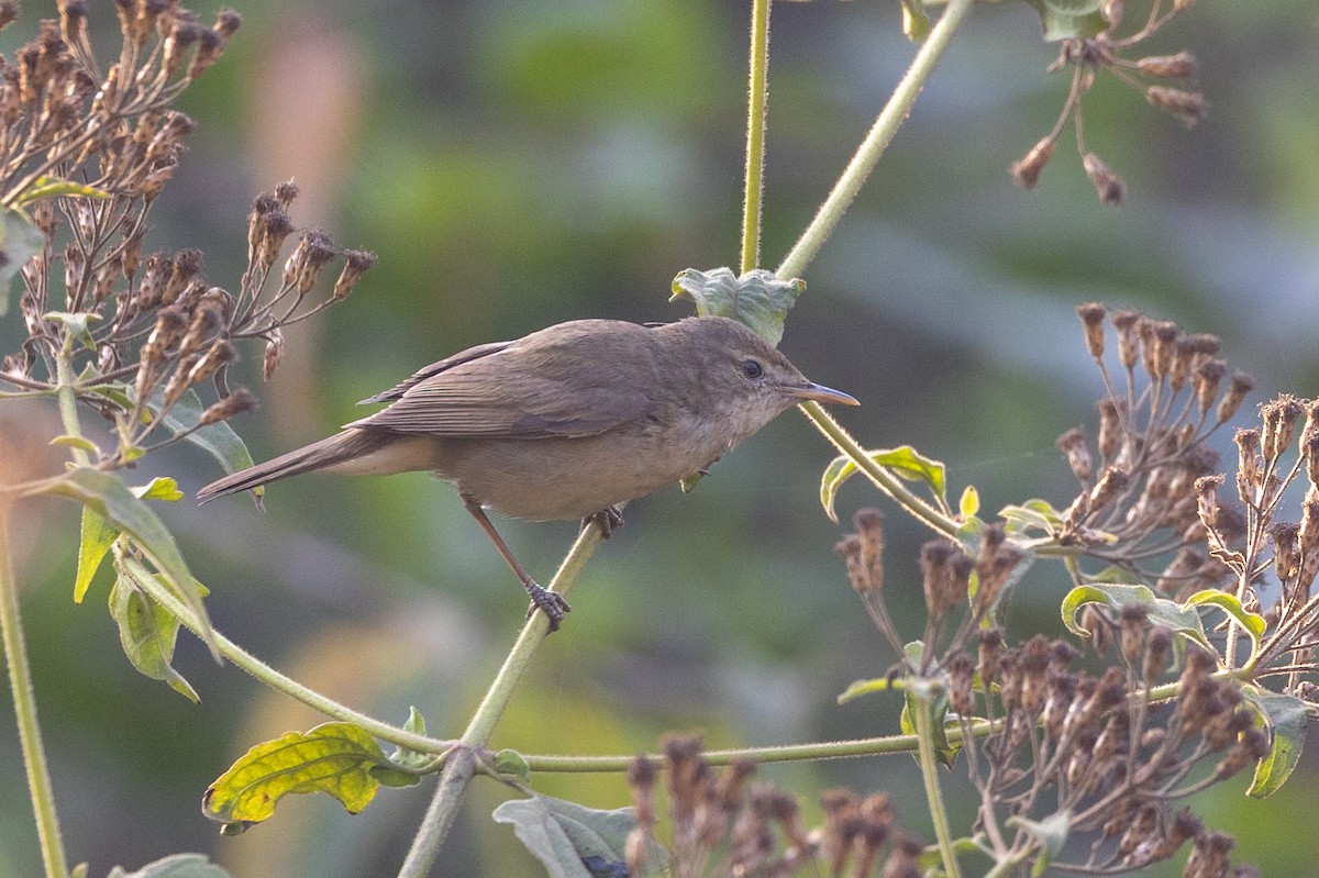Blyth's Reed Warbler - ML652388553