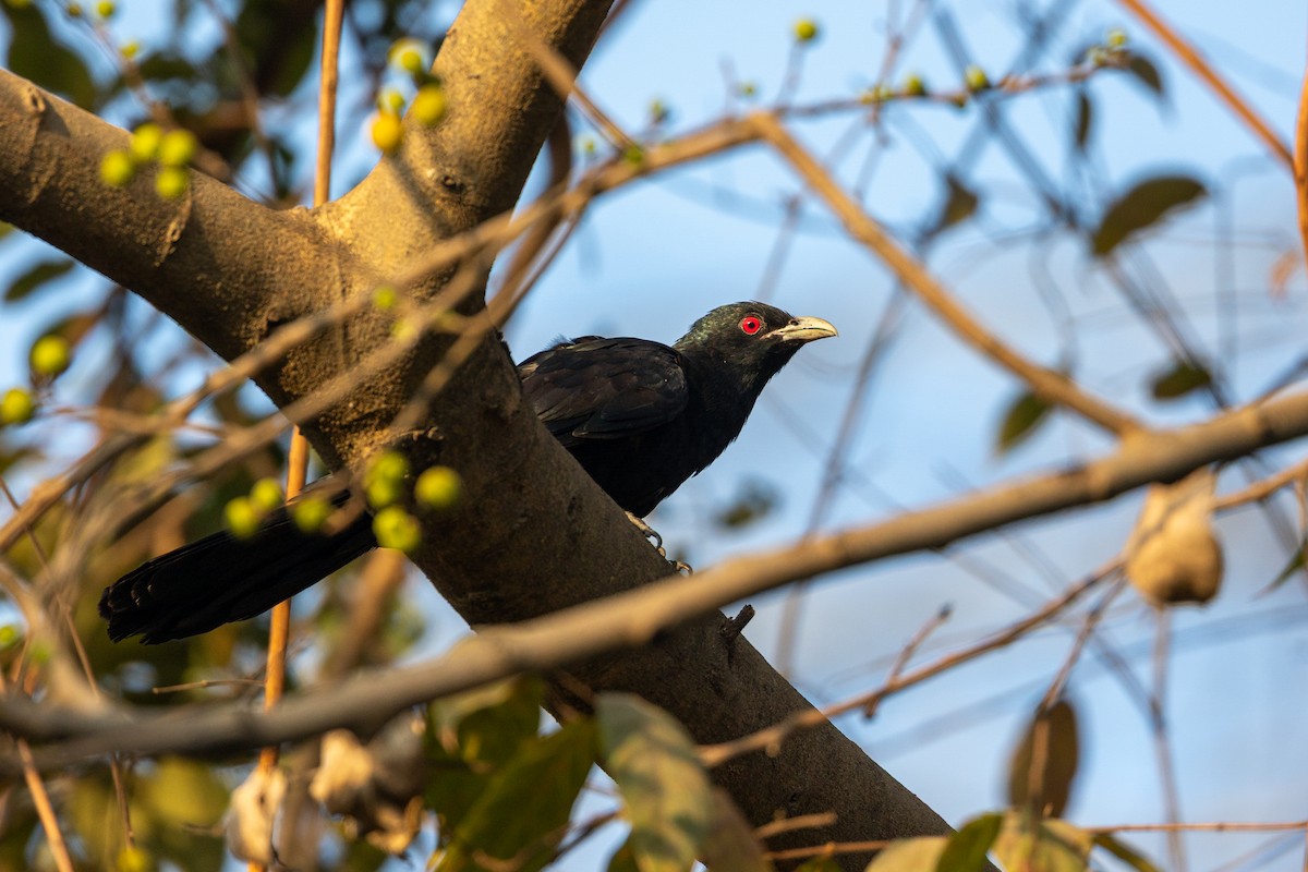 Asian Koel - ML652388587