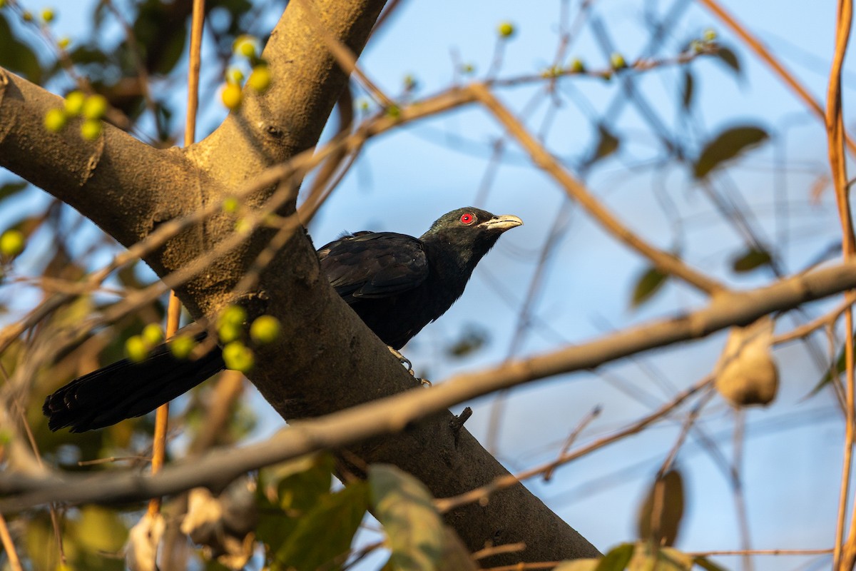 Asian Koel - ML652388588