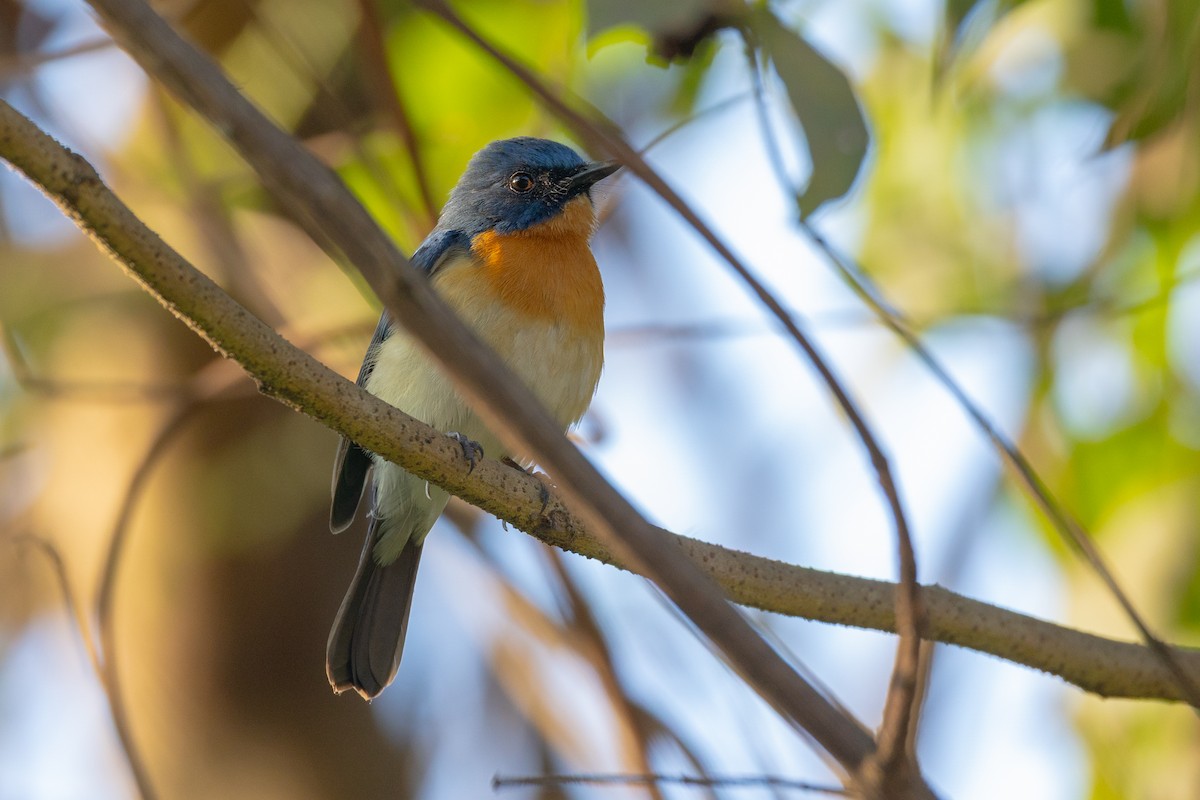 Tickell's Blue Flycatcher - ML652388603