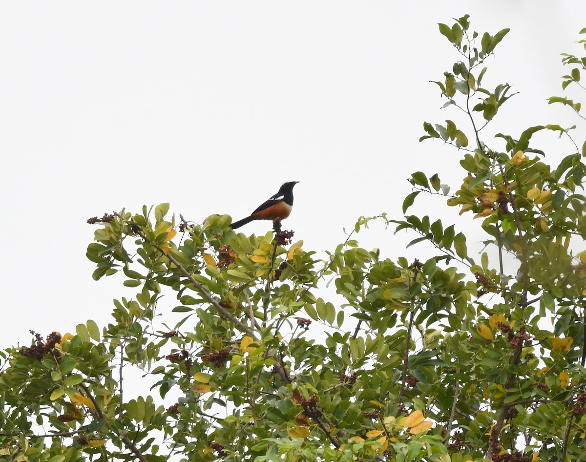 Mocking Cliff-Chat - ML652388611