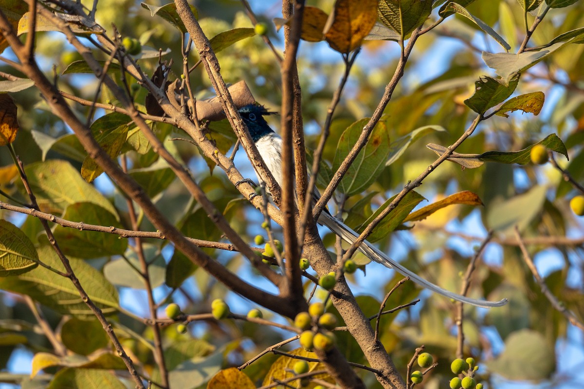Indian Paradise-Flycatcher - ML652388617