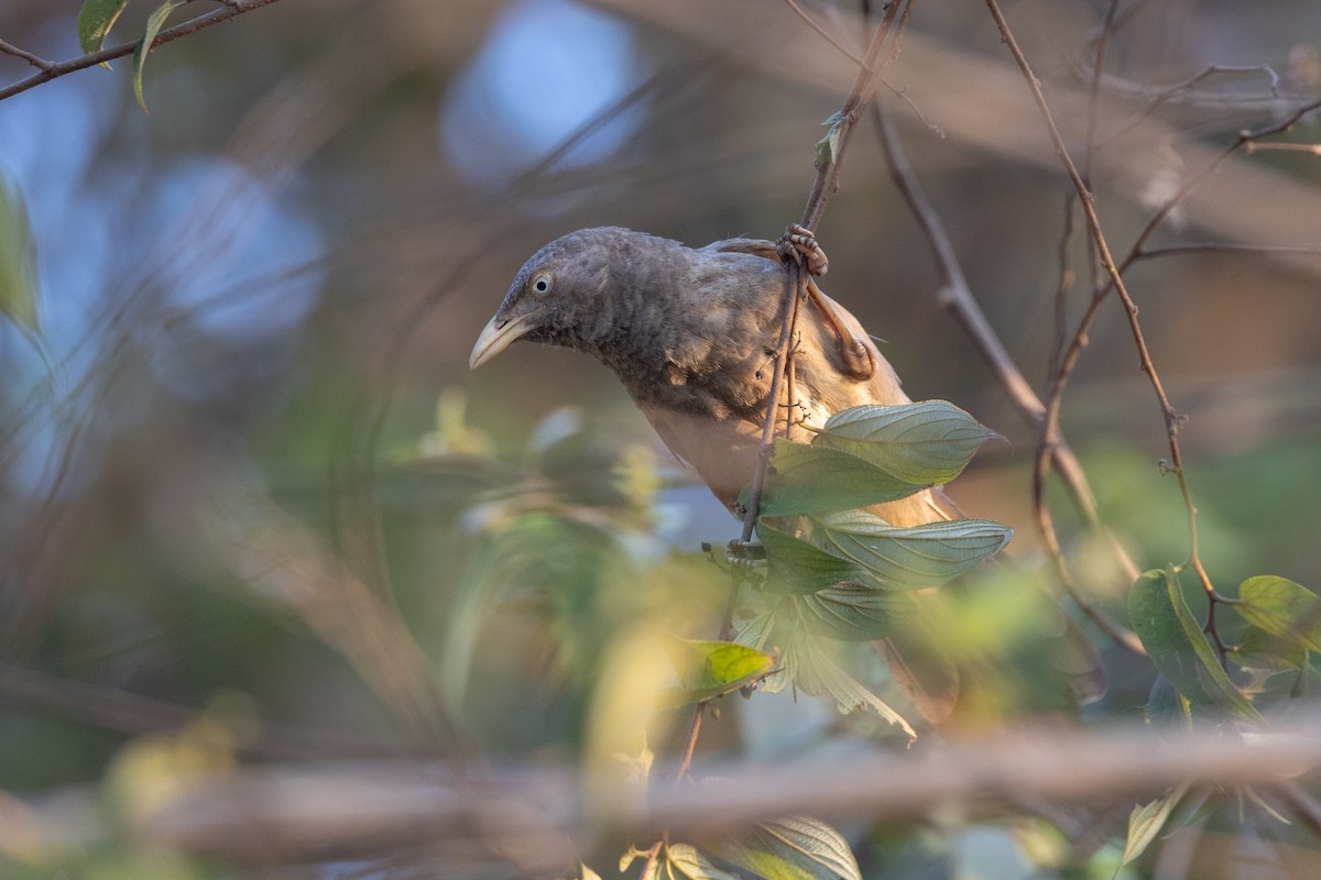 Jungle Babbler - ML652388631