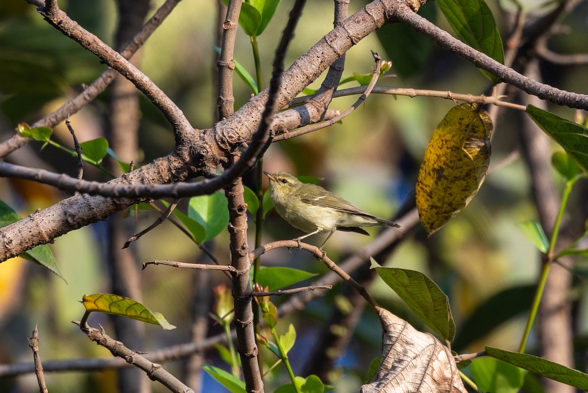 Green Warbler - ML652388649