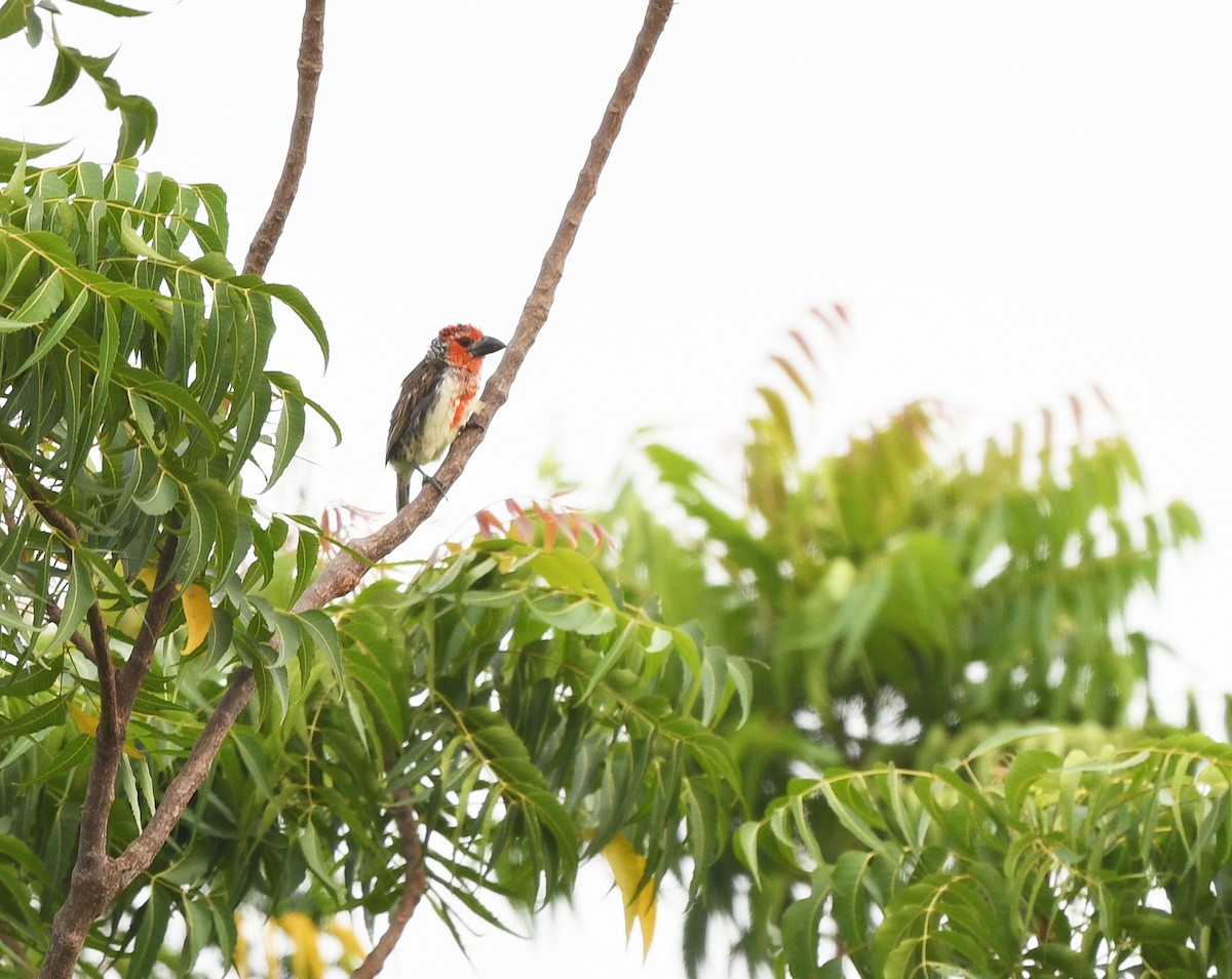 Vieillot's Barbet - ML652388744