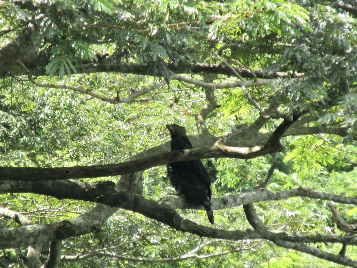 Crowned Eagle - ML652388796