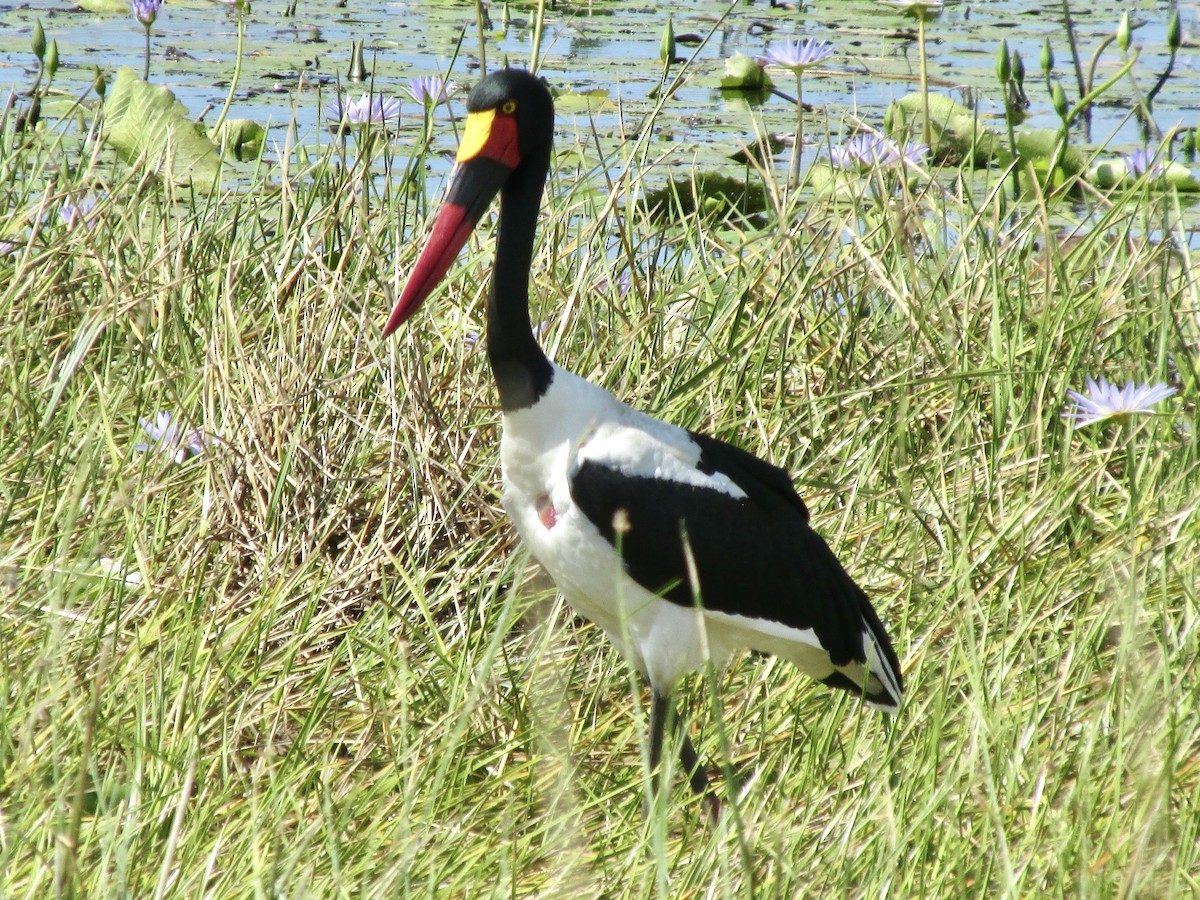 クラハシコウ - ML652388853