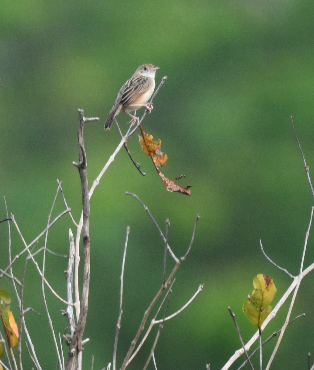 Croaking Cisticola - ML652388964