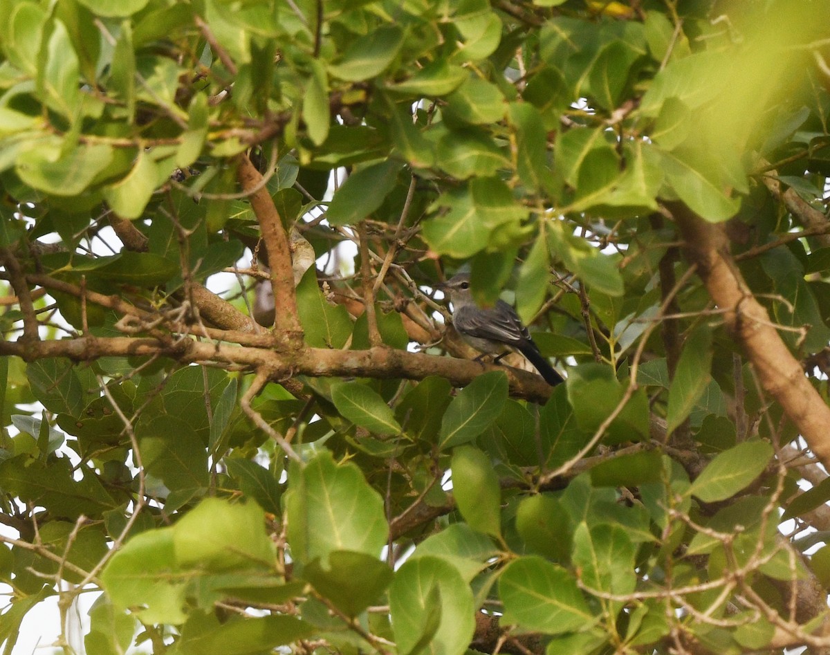 Gray Tit-Flycatcher - ML652389044