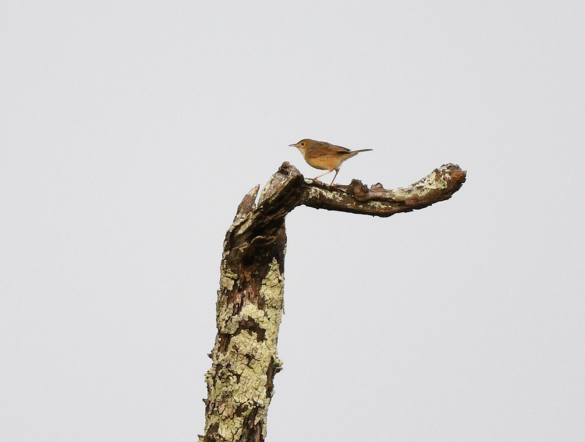 Siffling Cisticola - ML652389108