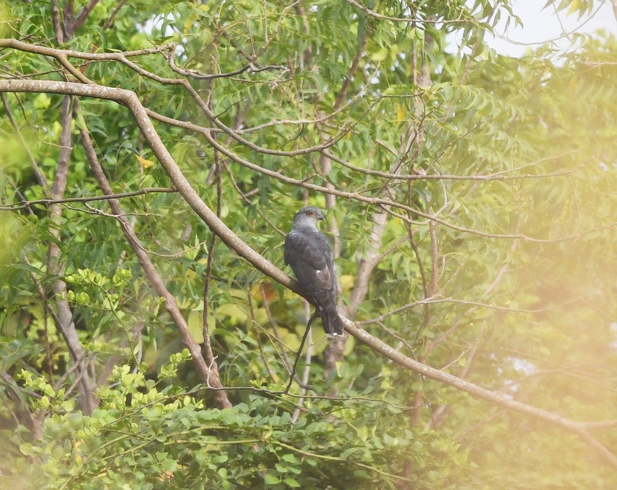 African Cuckoo-Hawk - ML652389132