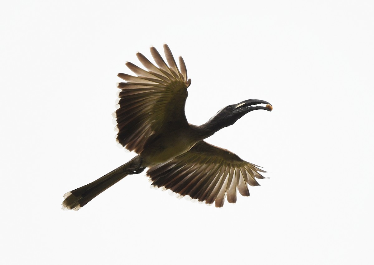 African Gray Hornbill - ML652389147