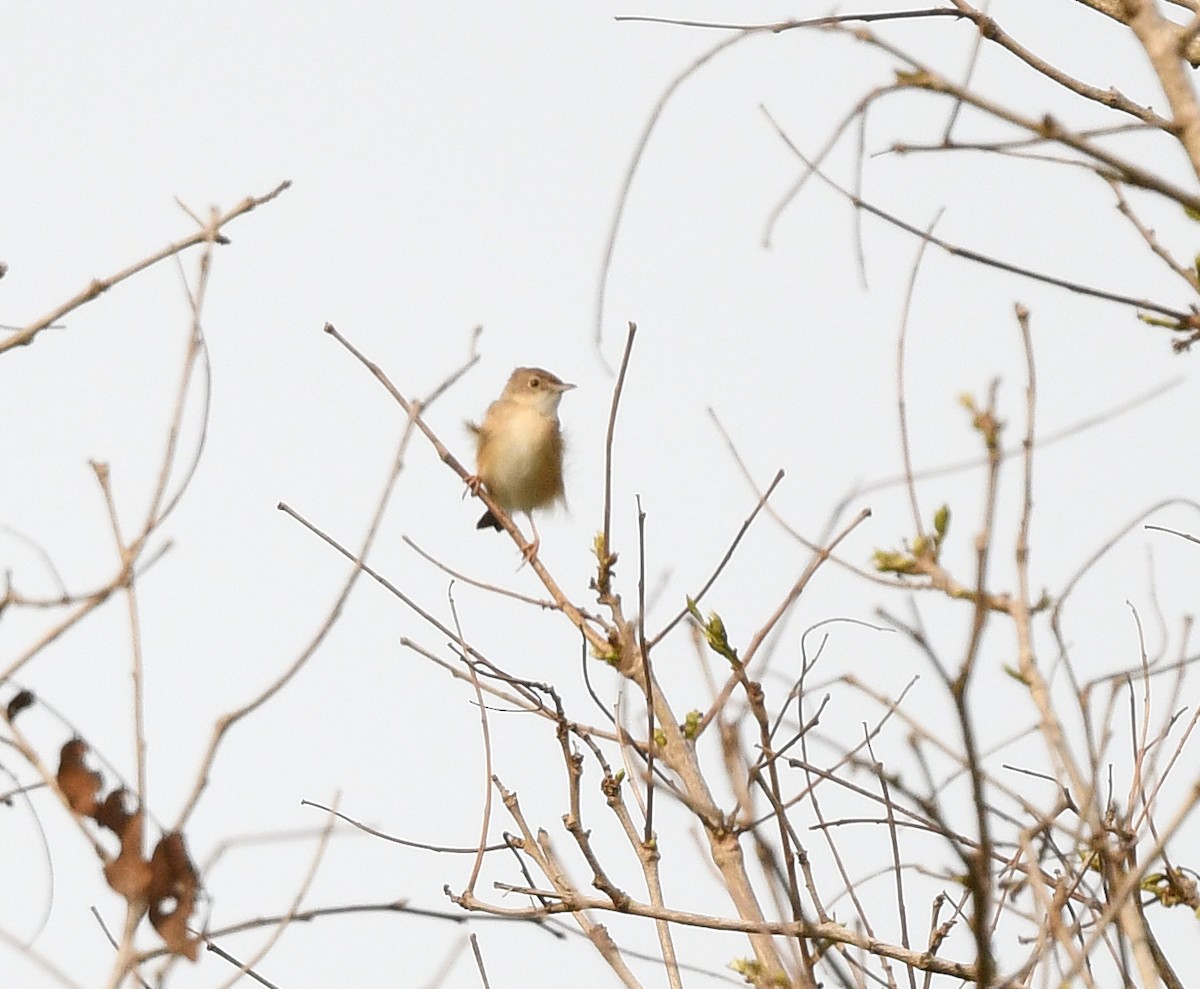 Siffling Cisticola - ML652389308