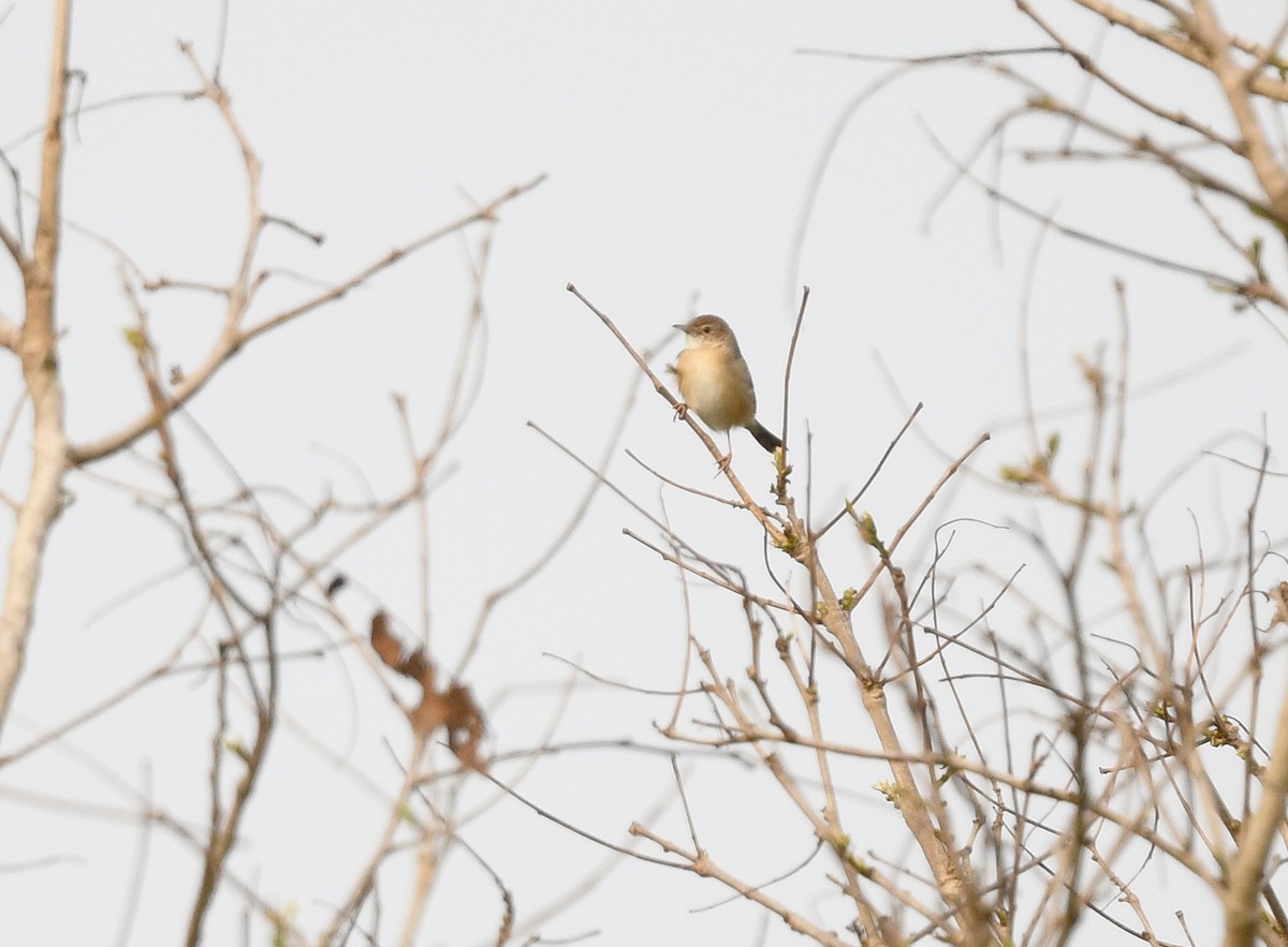 Siffling Cisticola - ML652389309