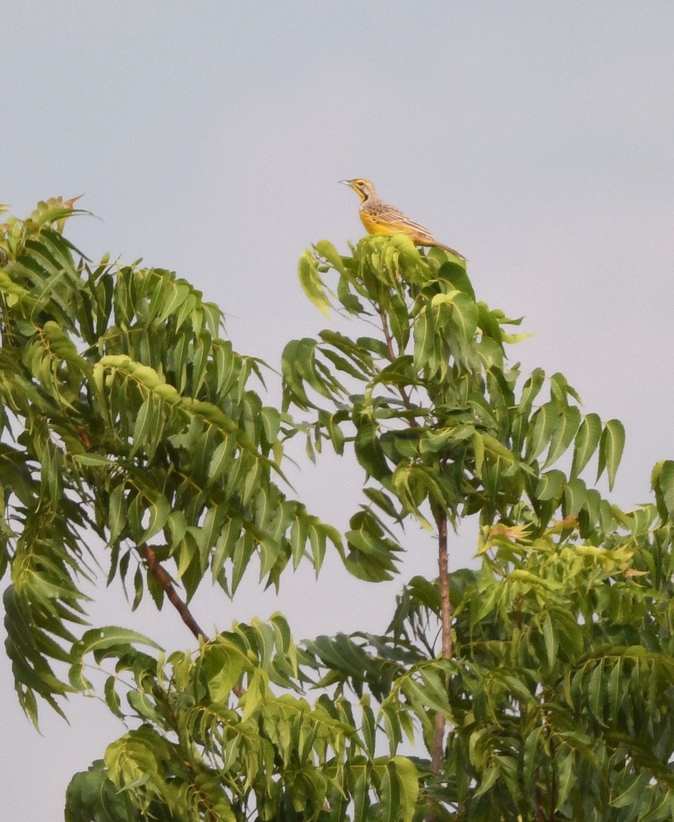 Yellow-throated Longclaw - ML652389337