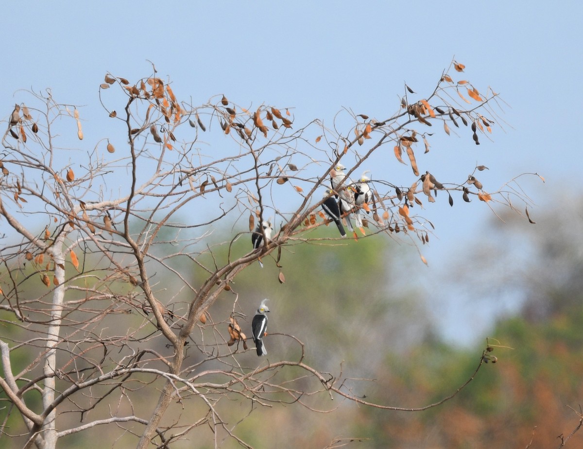 White-crested Helmetshrike (Long-crested) - ML652389352