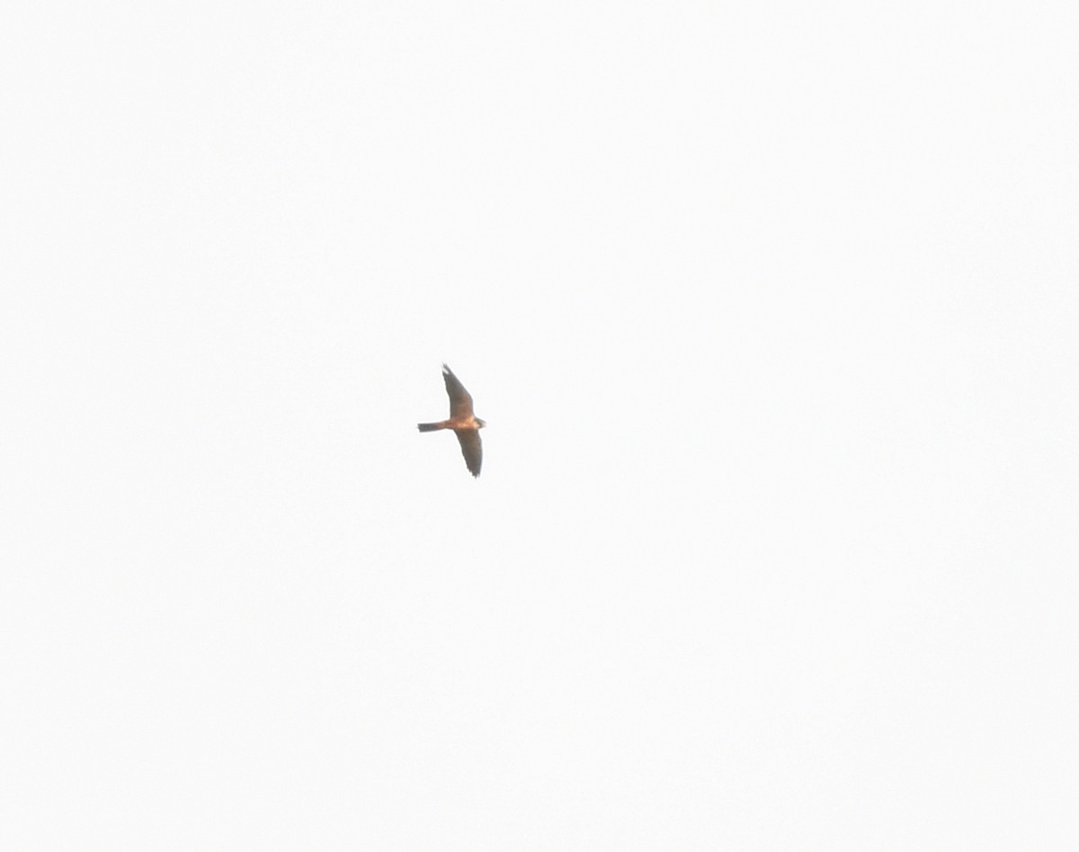 ostříž africký - ML652389395