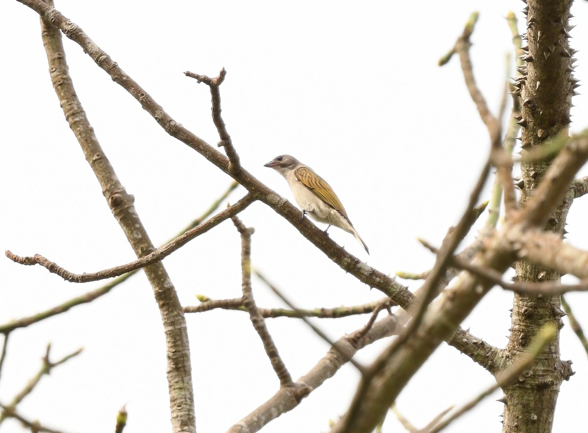 Lesser Honeyguide (Lesser) - ML652389408