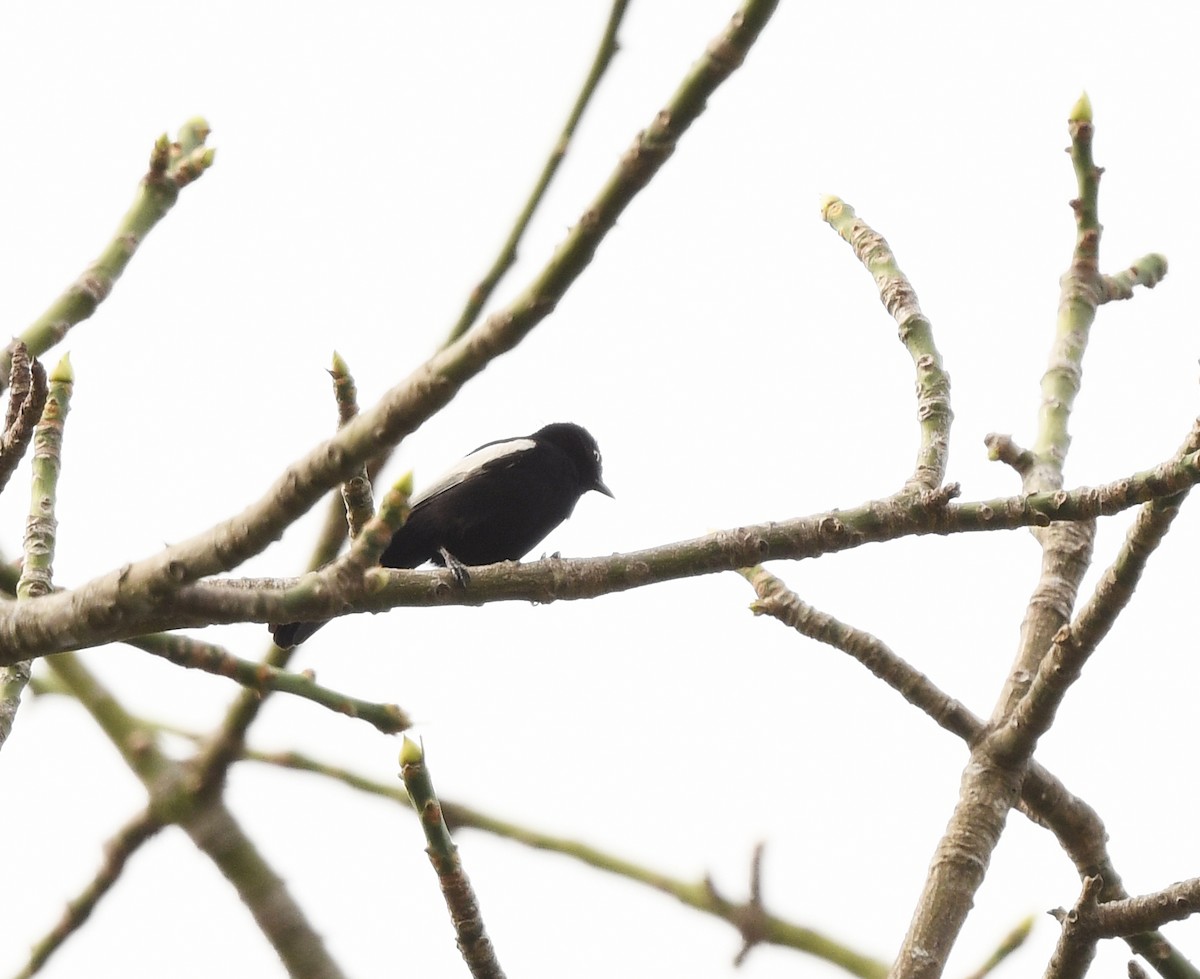 White-shouldered Black-Tit - ML652389436