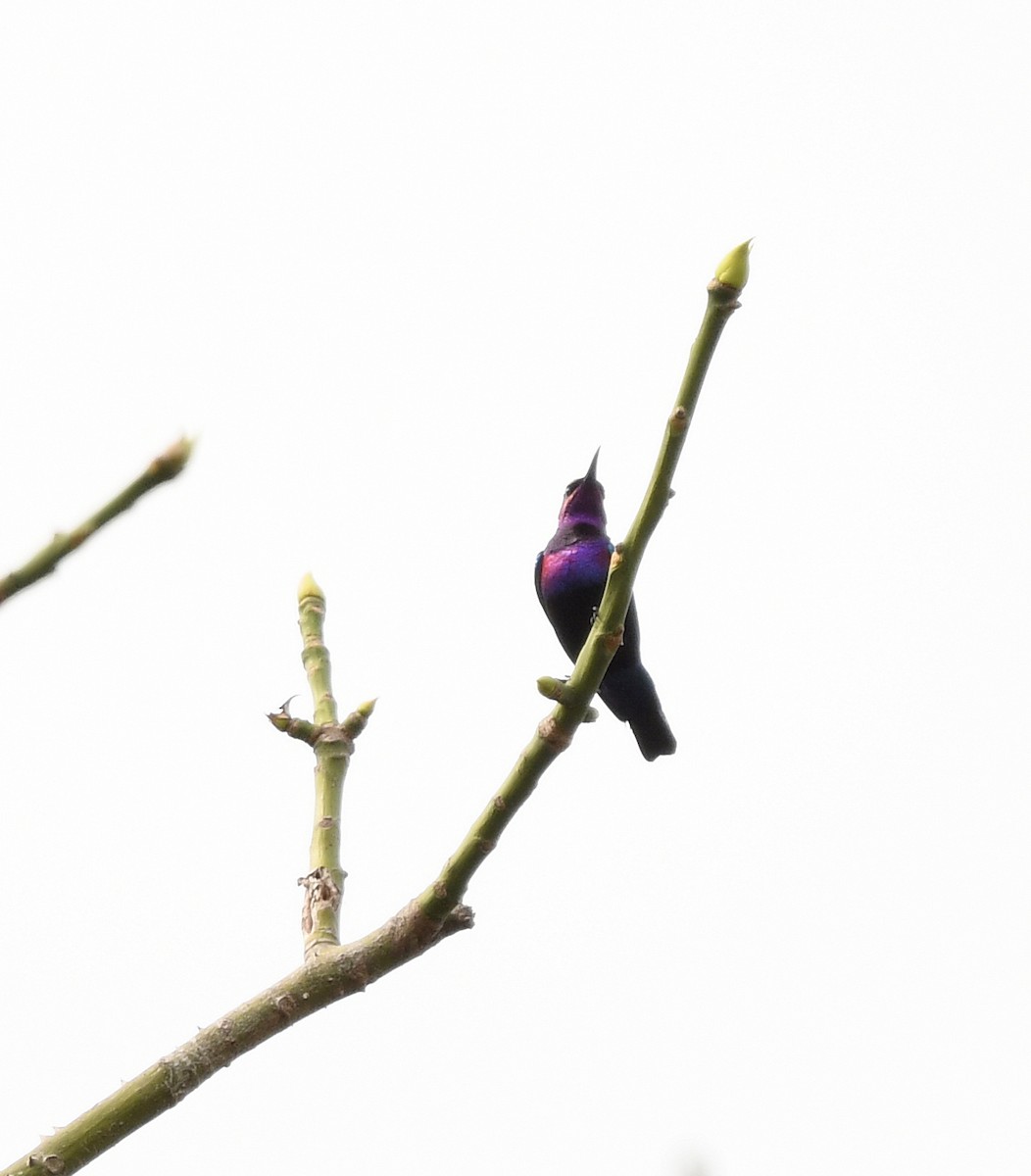 Splendid Sunbird - ML652389439