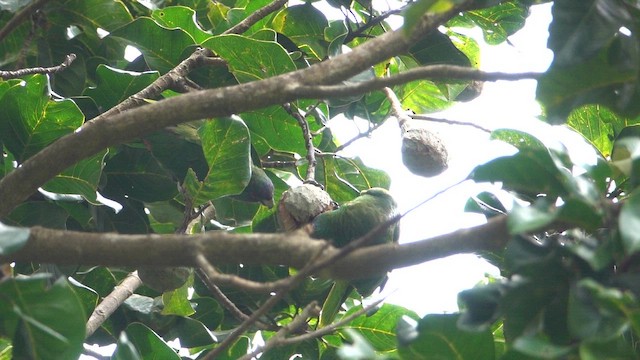 Red-necked Amazon - ML652389446