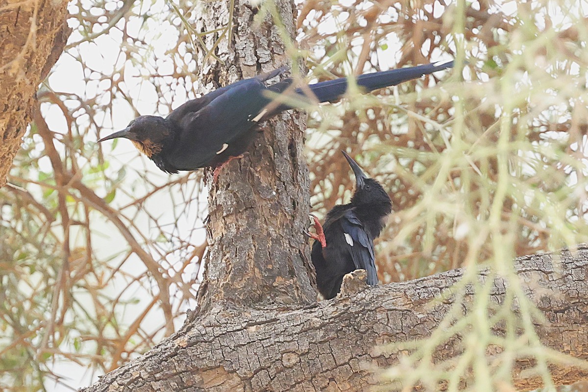 Green Woodhoopoe - ML652389627