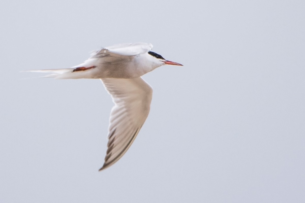 Common Tern - ML65238981