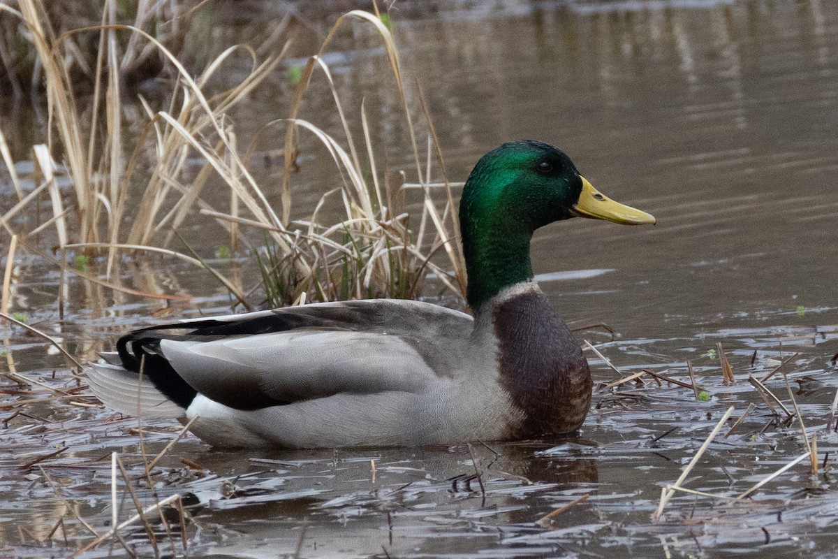 マガモ - ML652389846