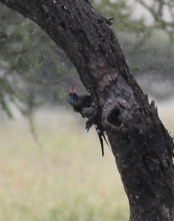 Green Woodhoopoe - ML652389895