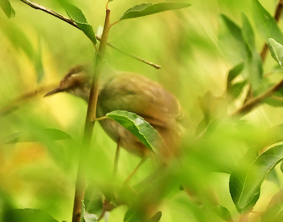 Tawny-flanked Prinia - ML652390142