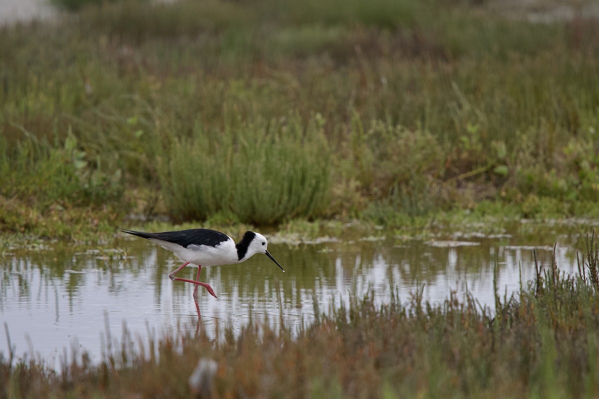 Pied Stilt - ML652390712